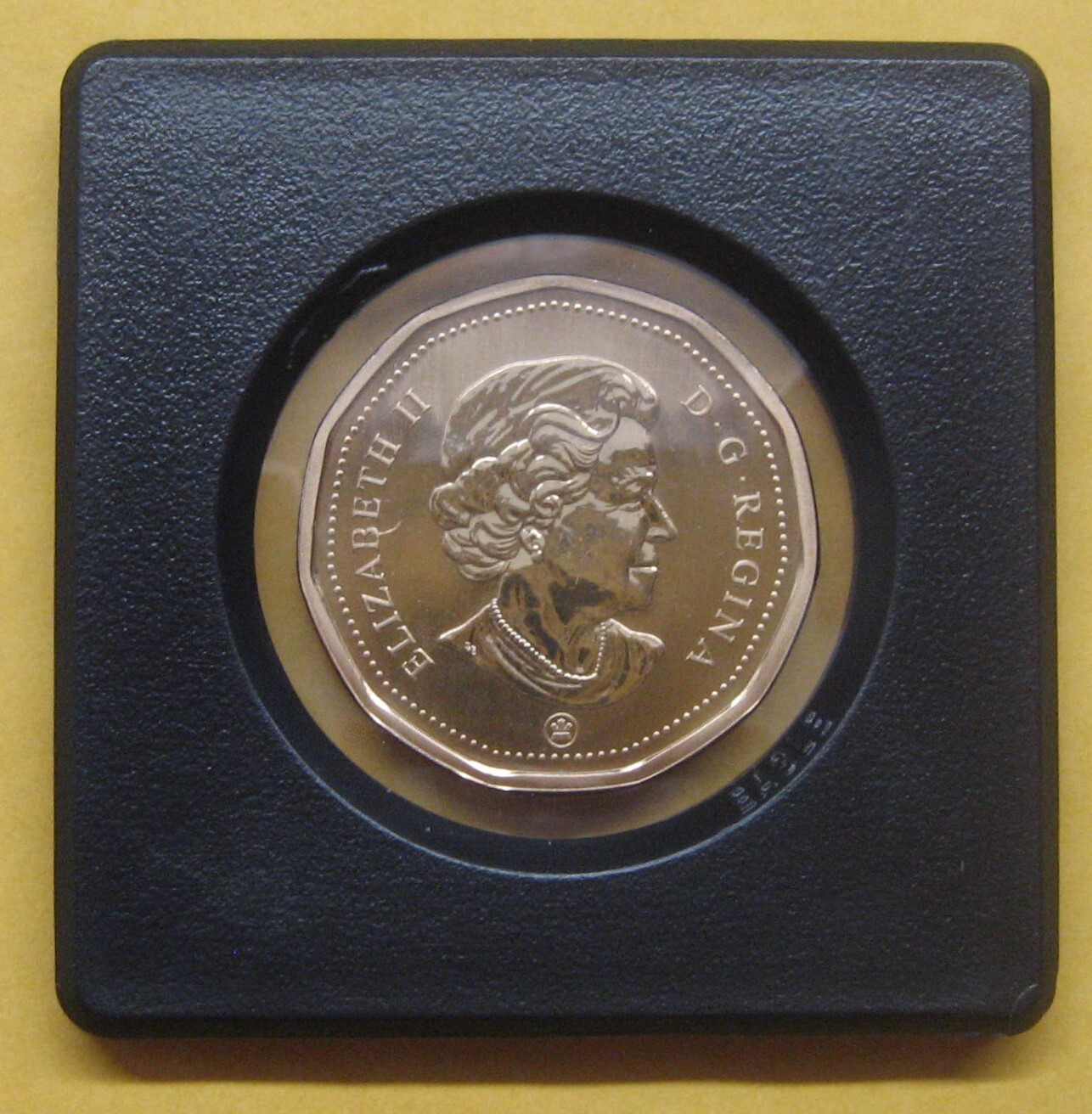 2008(M) Common Eider Loonie Specimen Take a Look