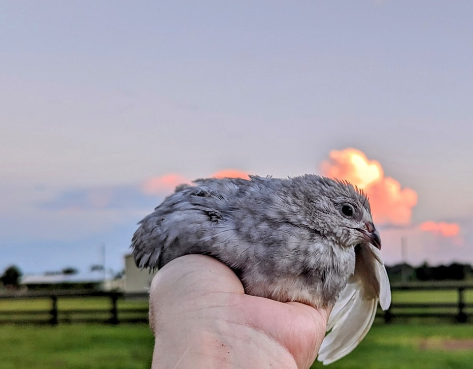75 ++ Rainbow Coturnix Quail Hatching Eggs NPIP