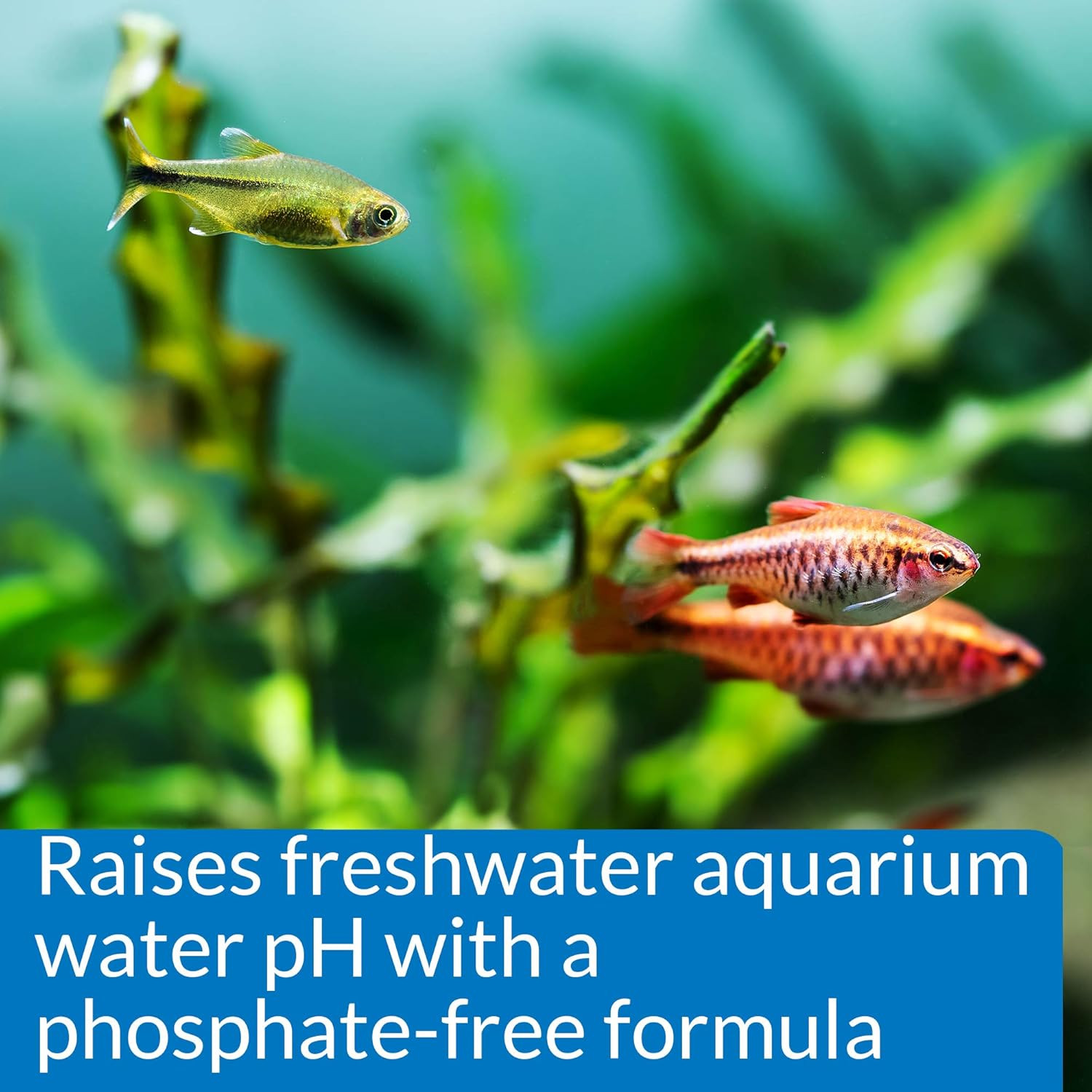 API pH UP Freshwater Aquarium Water pH Raising Solution 16 Ounce Bottle