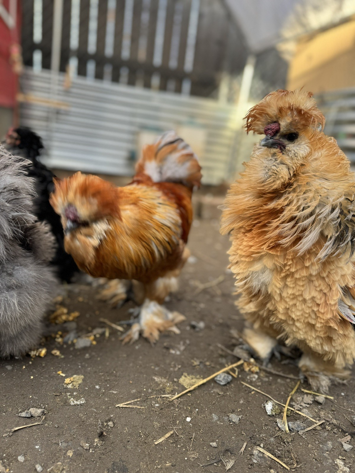 3 Silkie, Satin, Frizzle Hatching Eggs