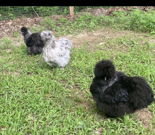 12 Bearded Silkie Hatching Eggs