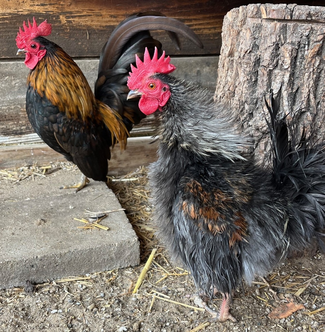 10+ Pure Serama Hatching Eggs, Micro A & B Types / Malaysian/Traditional/Frizzle