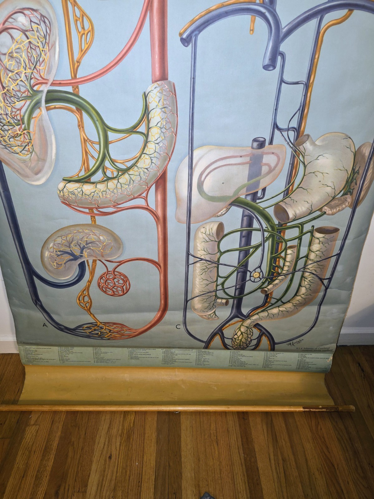 Denoyer-Geppert Anantomy Series Chart