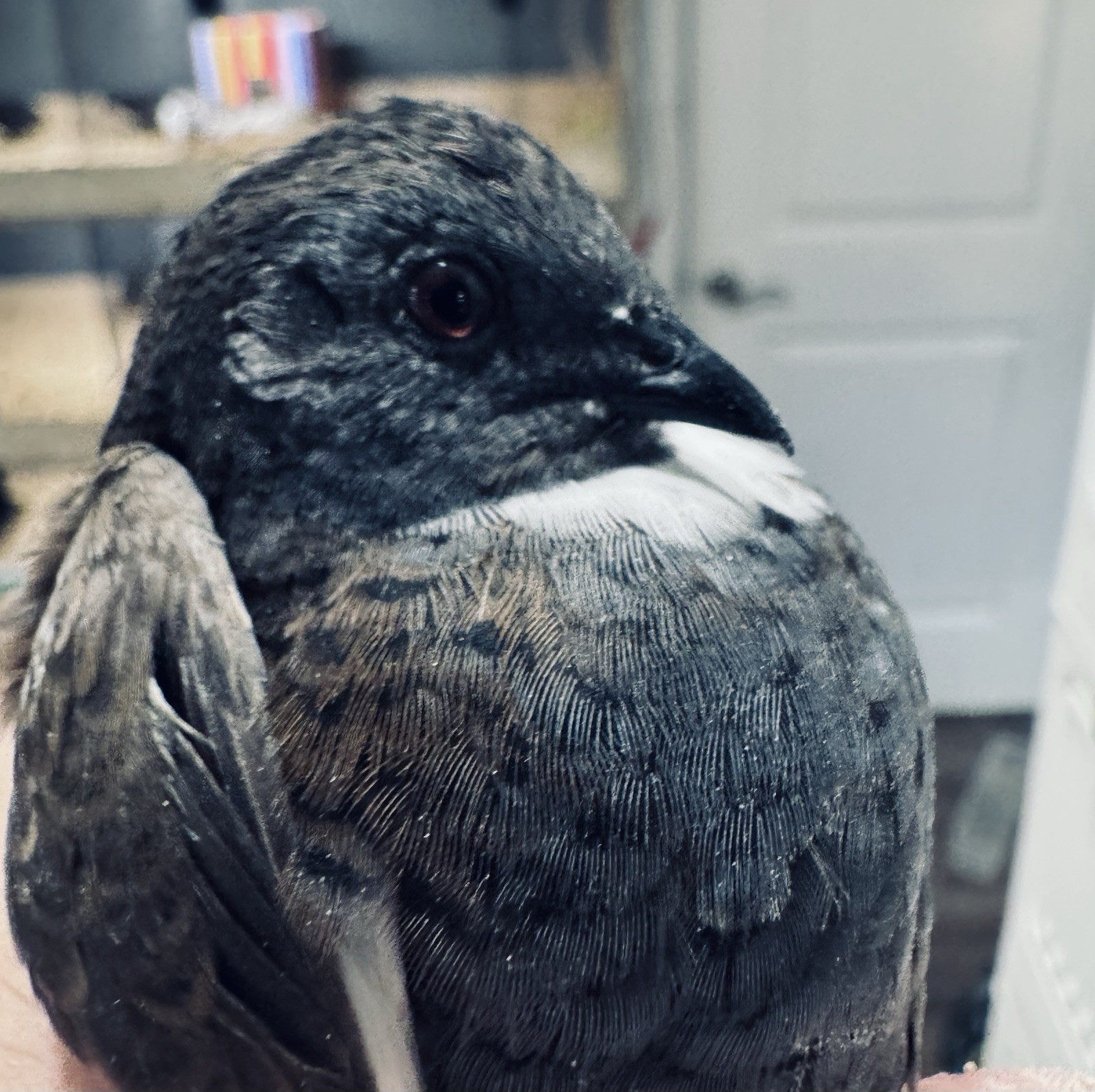 60 Button Quail Hatching Eggs Multiple Colors. Ships out after next week 12/12
