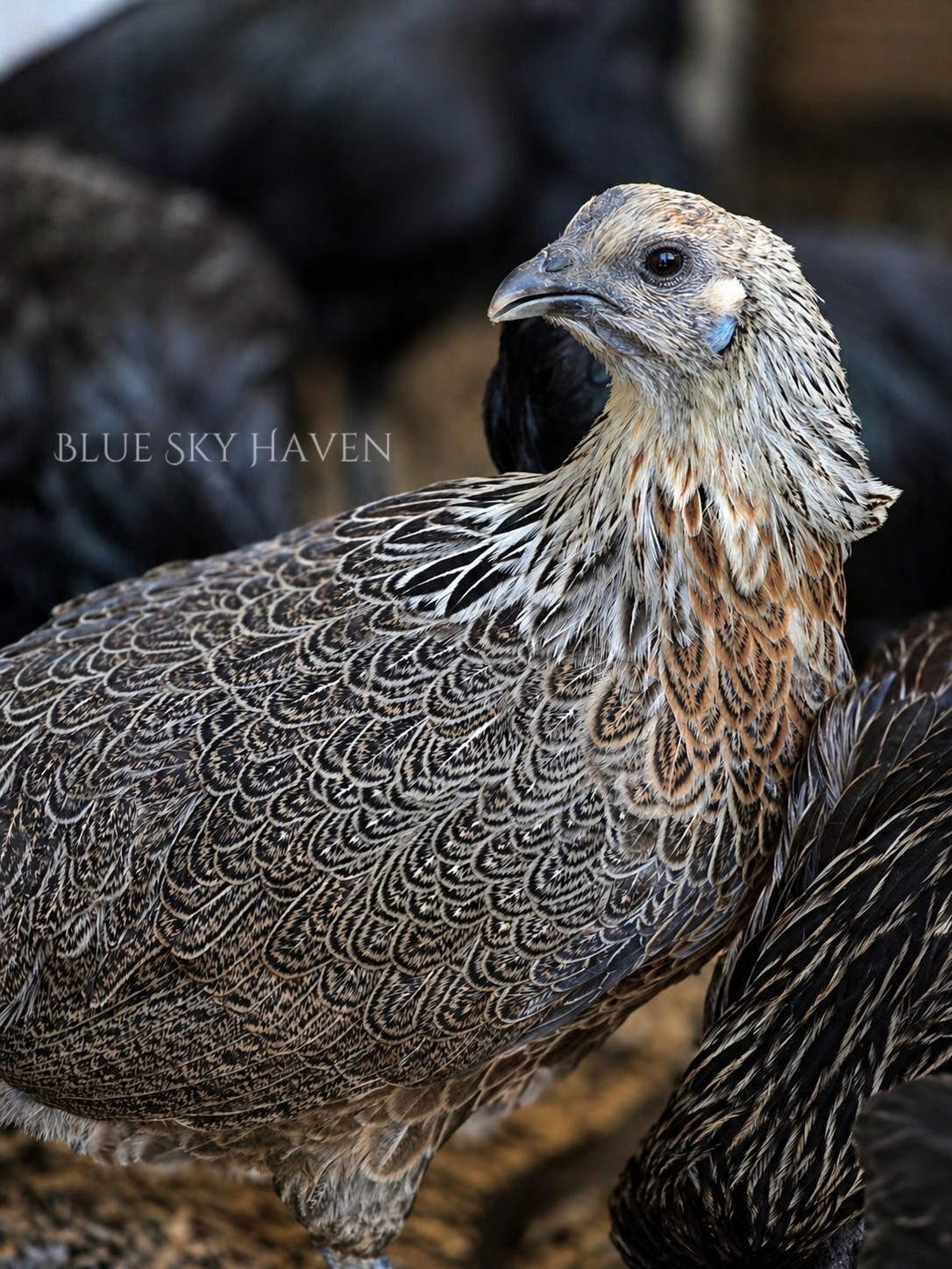🔥RARE 12+ Hmong Hatching Eggs🔥 Original Laos Import - Pure Lines -