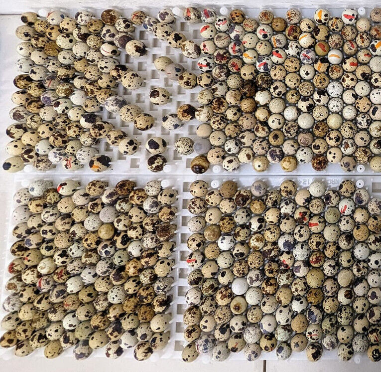150 ++ Rainbow Coturnix Quail Hatching Eggs NPIP
