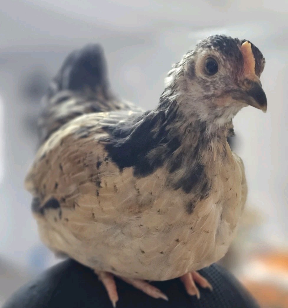 12+ Bantam/Easter Egger, with a chance of purebreeds!! Rare Colours And Sweet!