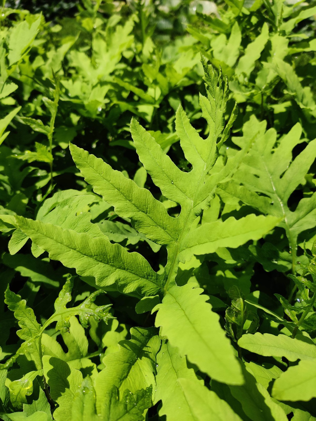 Onoclea sensibilis Fern Native Sensitive Fern 5.25" Pot Well Rooted Perennial