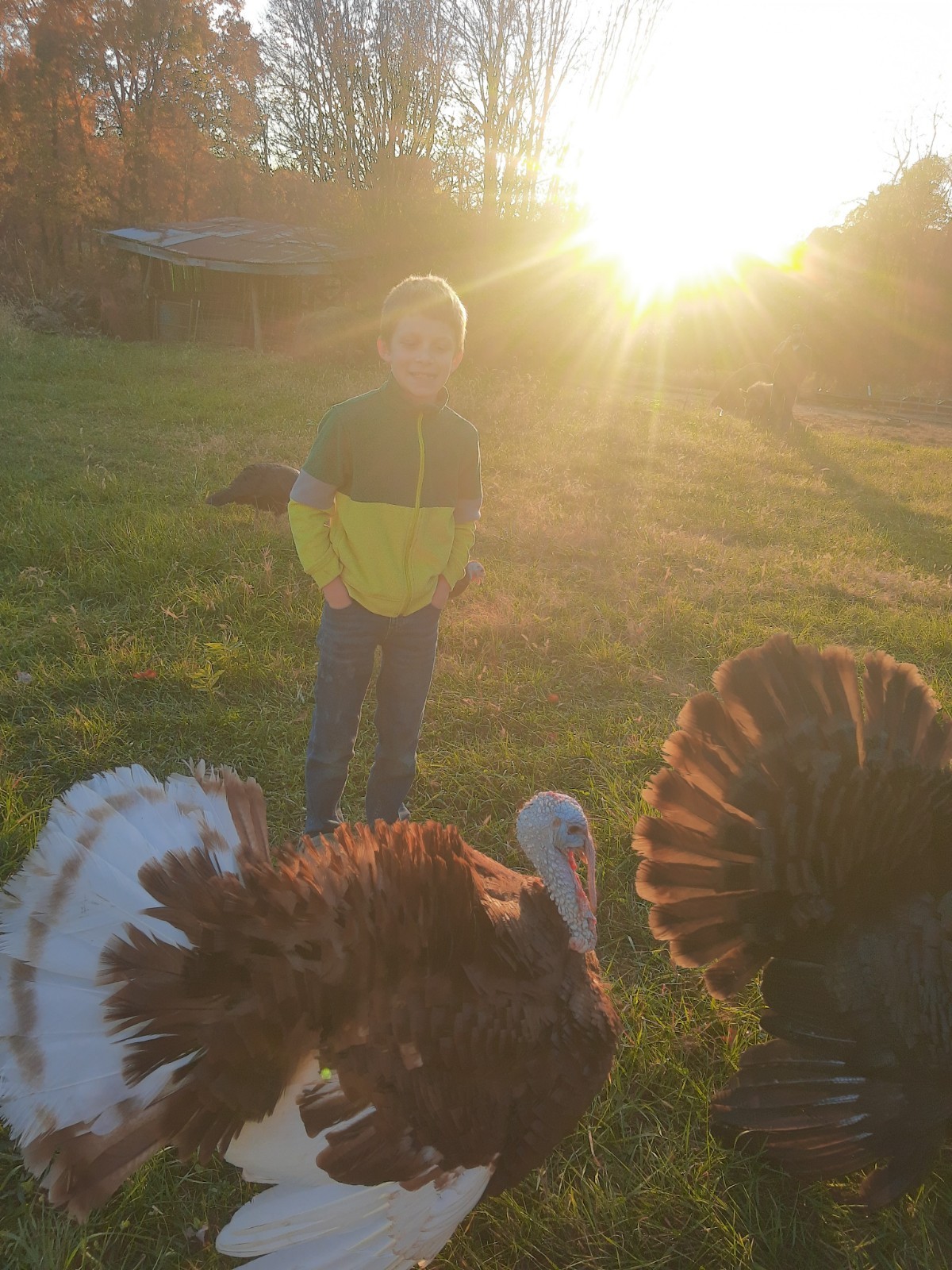 6 bourbon red turkey hatching eggs
