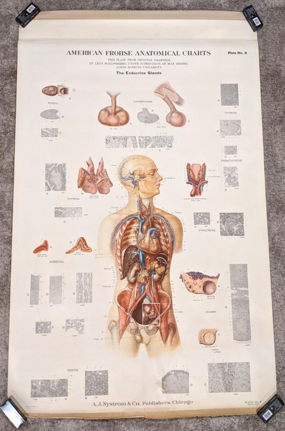 Vtg 1939 American Frohse Max Brodel Endocrine Gland Human Body Anatomical Chart