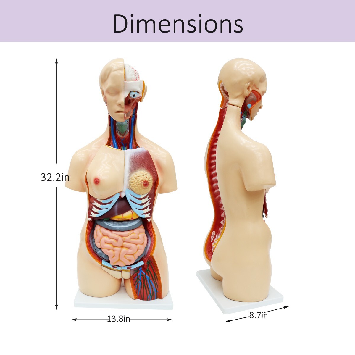 25 Pieces Replaceable For Men and Women Human Torso Model Detachable PVC