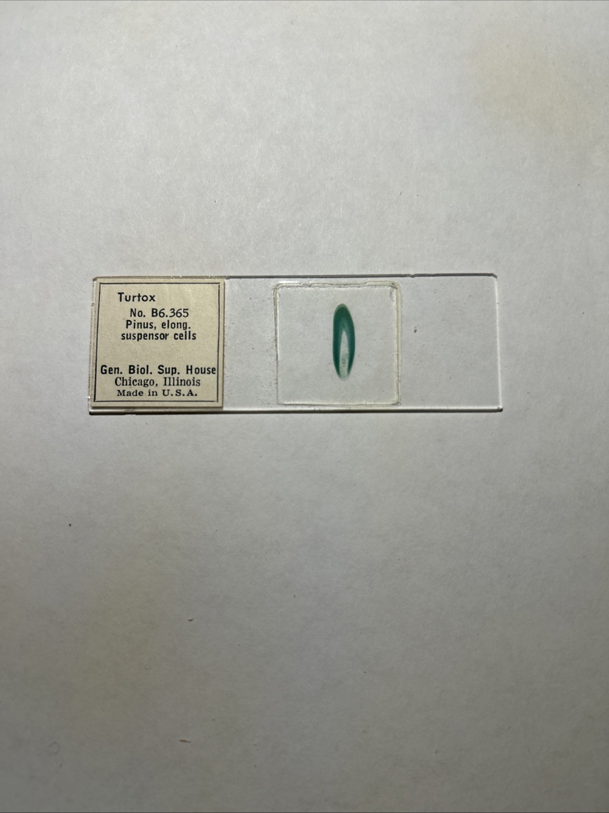 Turtox Pinus, elong. suspensor cells No. B6.365; 1 Microscope Slide