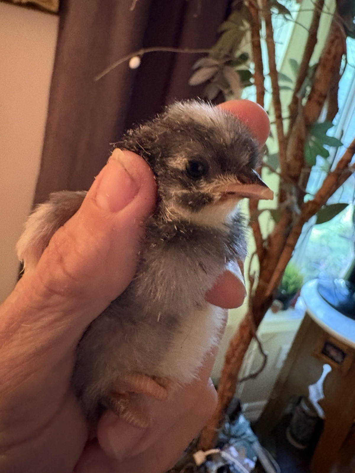 10+   WHITING TRUE  GREEN   Egger CHICKEN HATCHING EGGS 300+EGGS PER YEAR