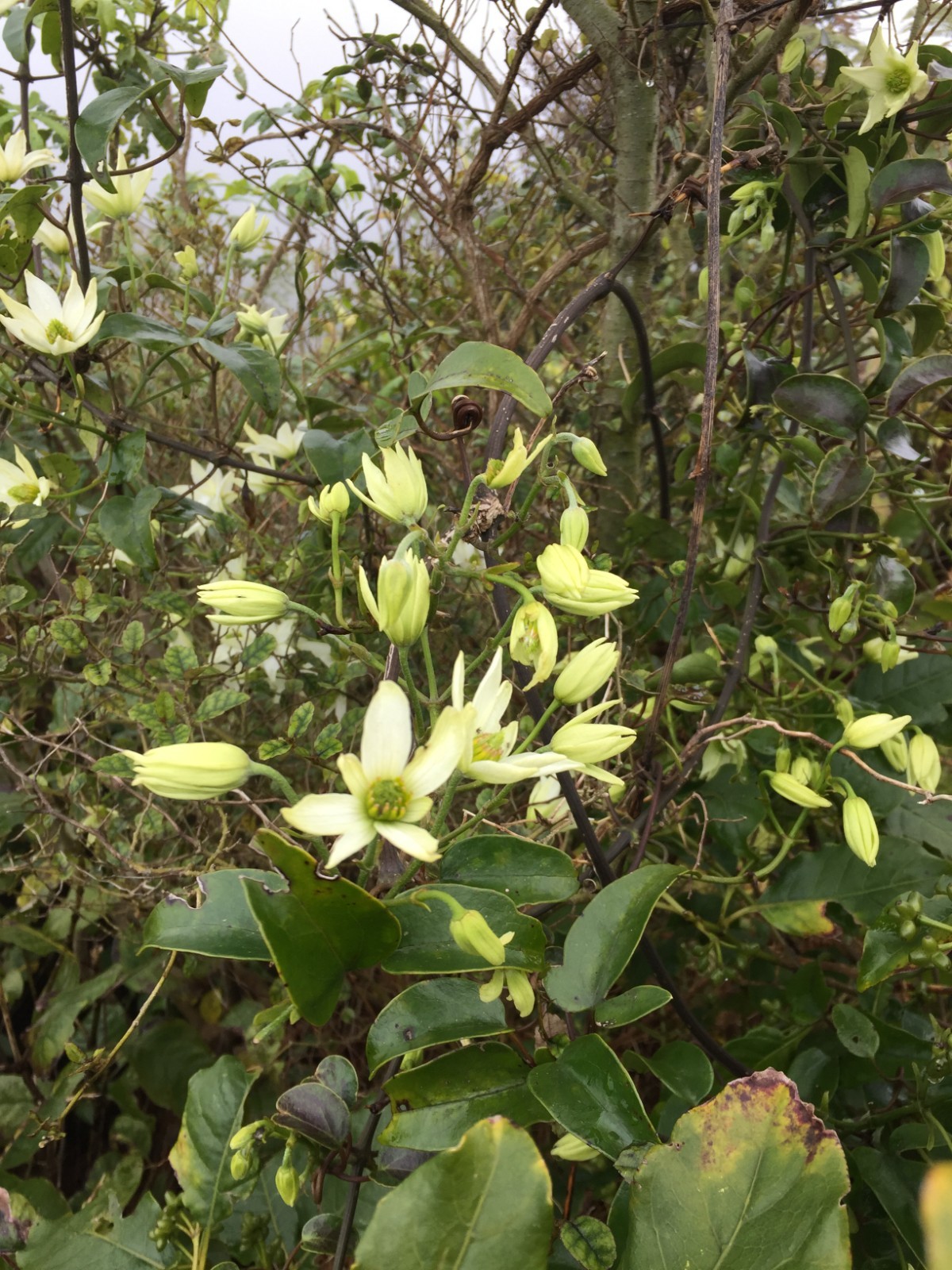Clematis paniculata - 50 seeds - Puawhananga - germination tested