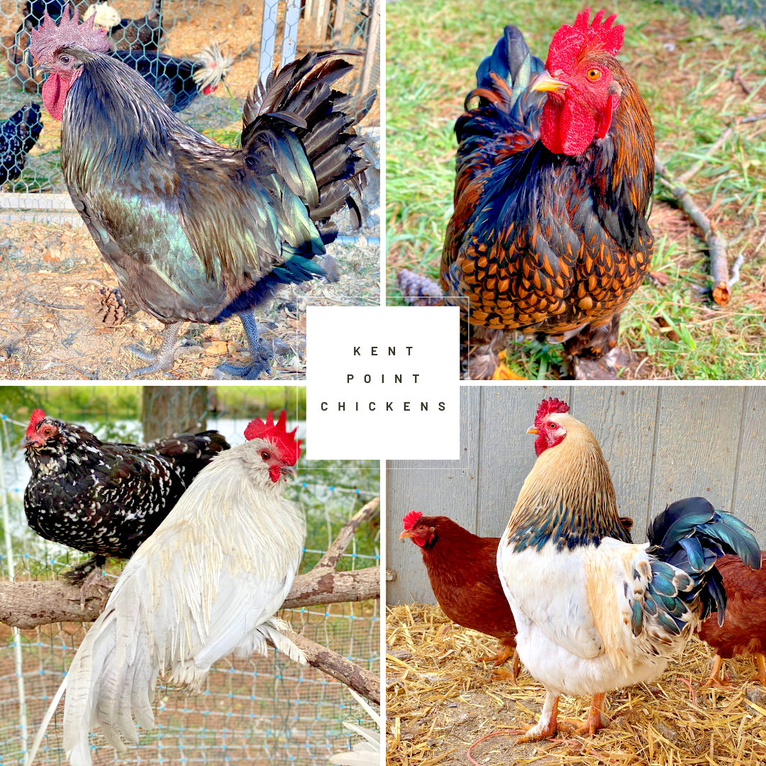 10 Custom Select Chicken Hatching Eggs - You Choose - See Description for Breeds