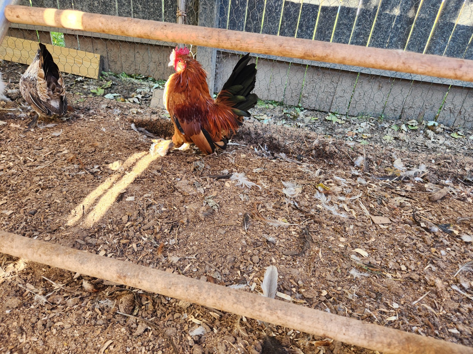 10++ Fertile Show Quality Serama Chicken Hatching Eggs