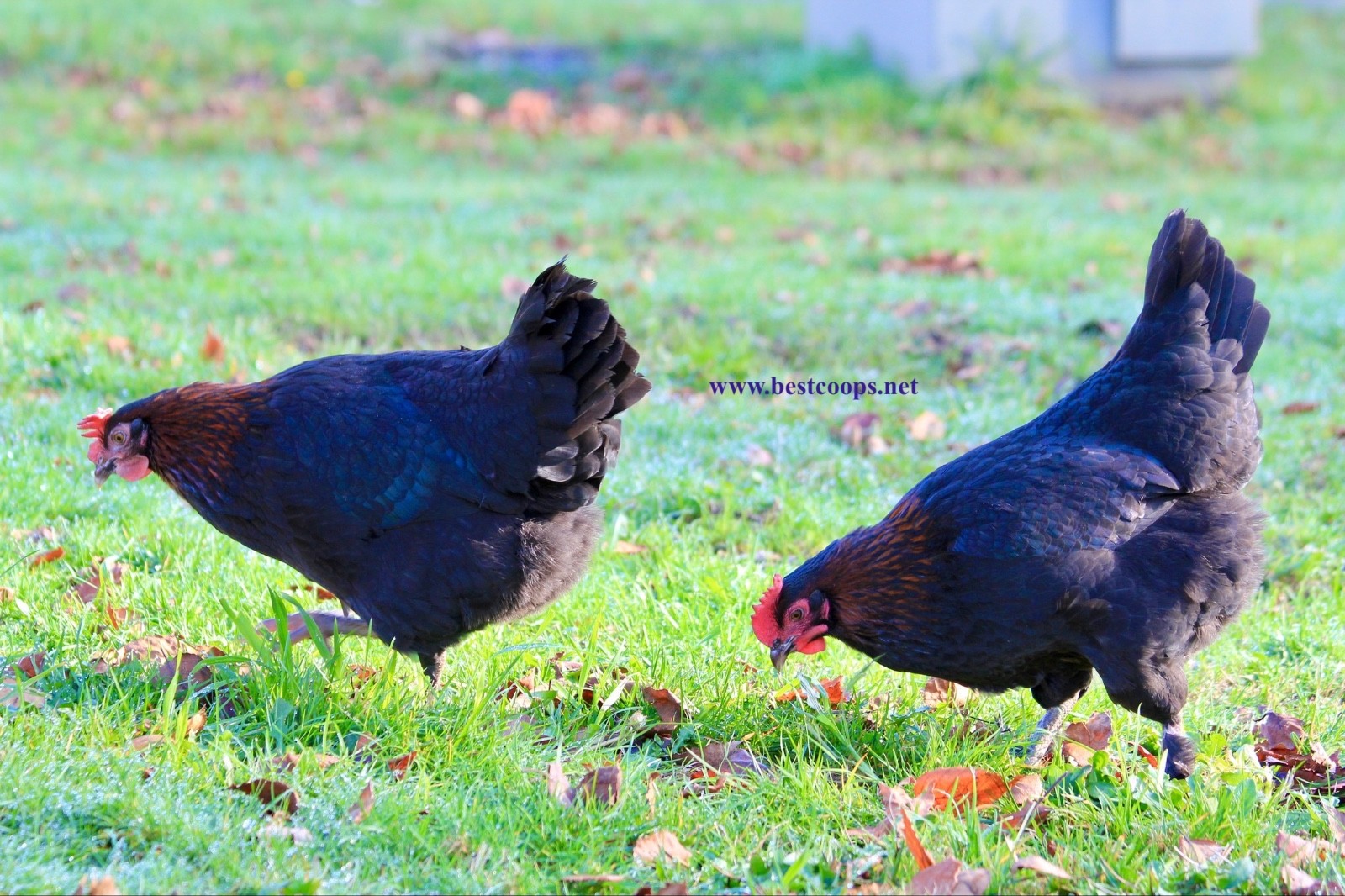 16+ Fertile Black Copper Marans Chicken Hatching Eggs