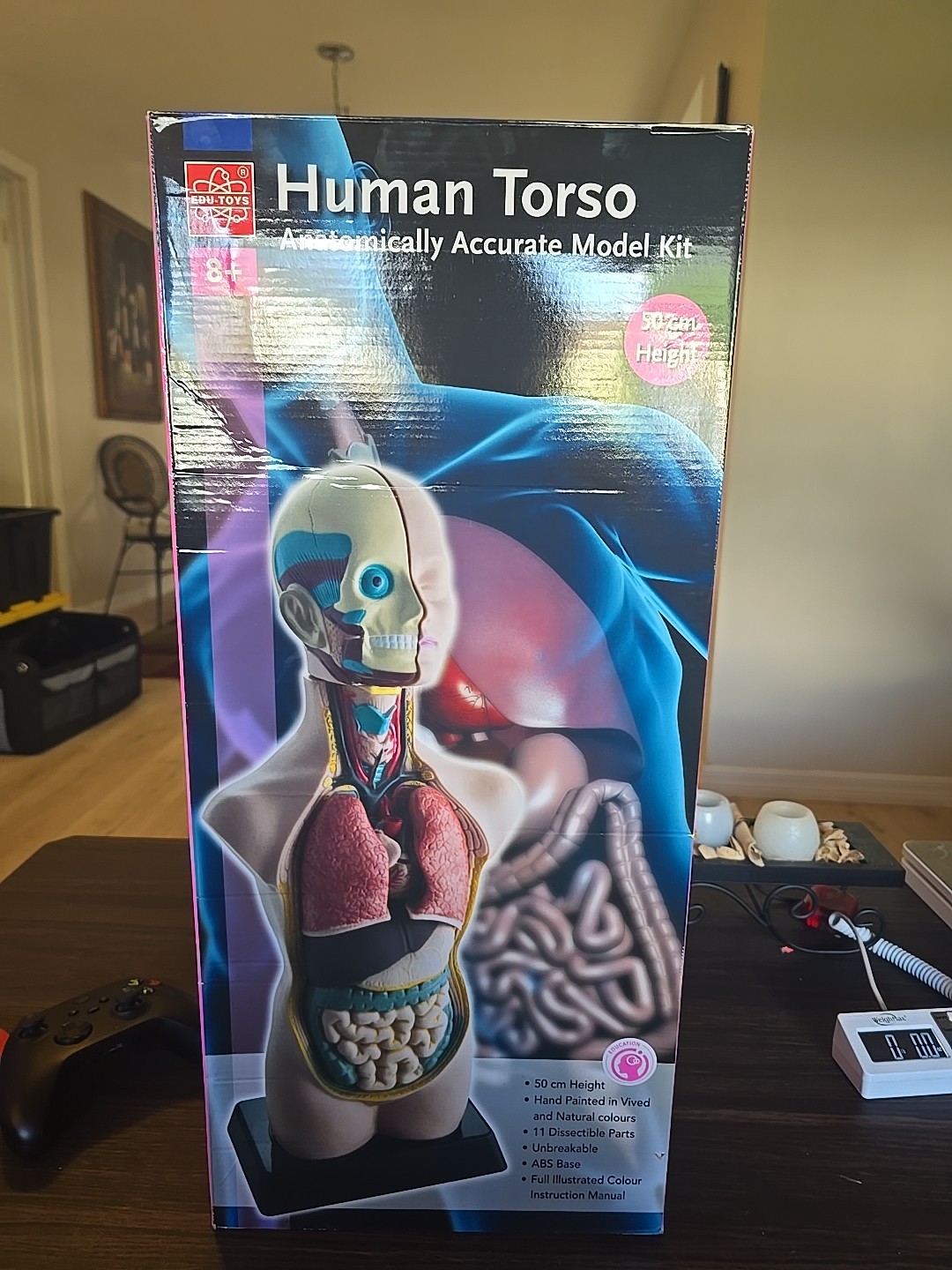 Edu-Toys Human Torso Anatomically Accurate Model Kit 27cm Educational Body Organ
