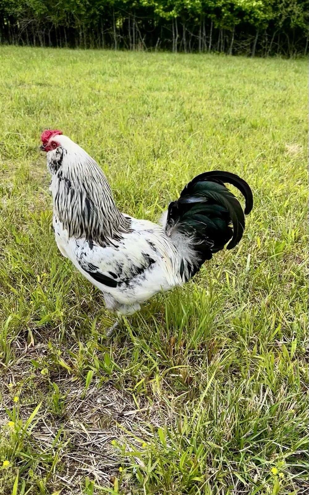 (12) Easter Egger Hatching Eggs