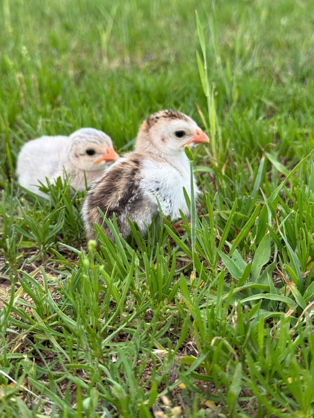 14 FRESH GUINEA FOWL HATCHING EGGS READY