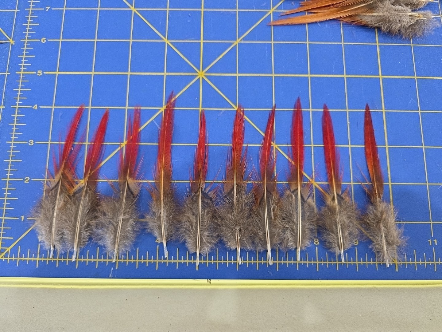 Y62 Lot of 10 Red Golden Pheasant Cock 4" Spike Tail Feathers