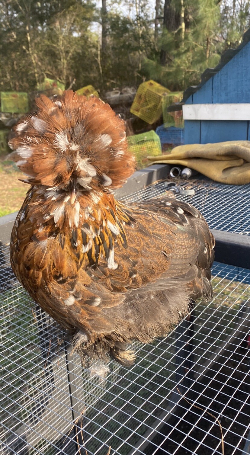 12+ Mille Fleur Satin Hatching Eggs NPIP & AI Clean