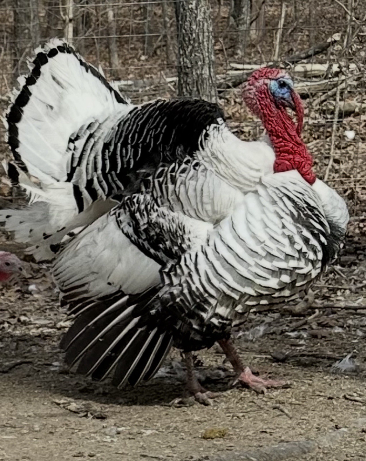 5+ 1 Royal Palm Turkey  Hatching Eggs