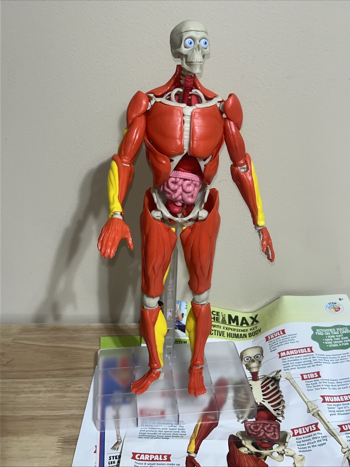 Science To The Max  Interactive Human Body STEM Toy 60 Piece Fully Poseable 14”