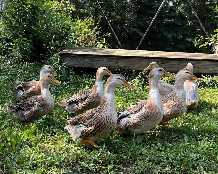 5+1 Silver Appleyard Duck Hatching Eggs Through Darling Farm.