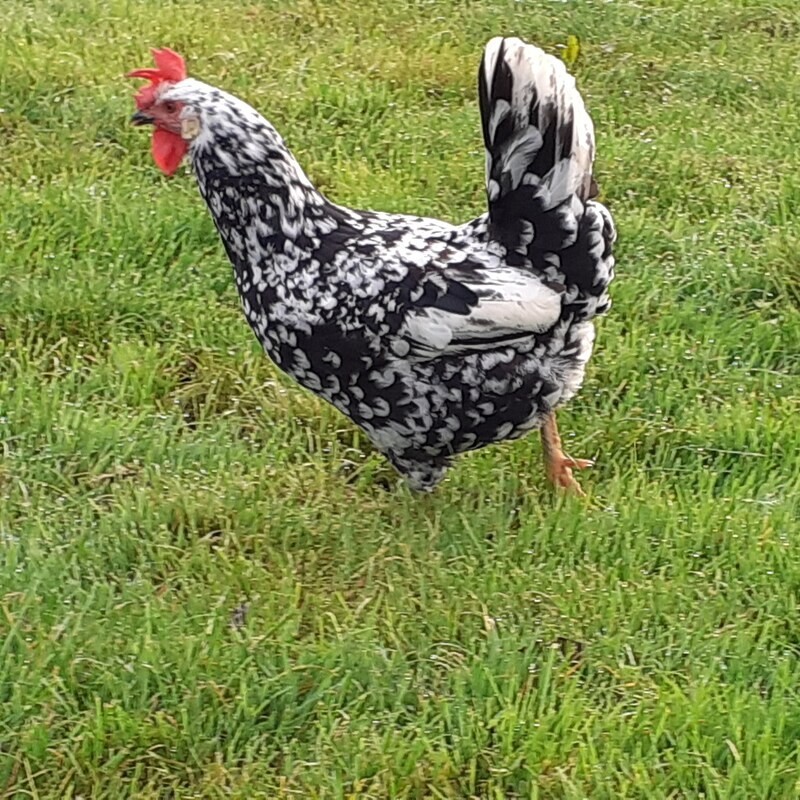 12+ Exchequer Leghorn Hatching Eggs. Great Layers of White Eggs
