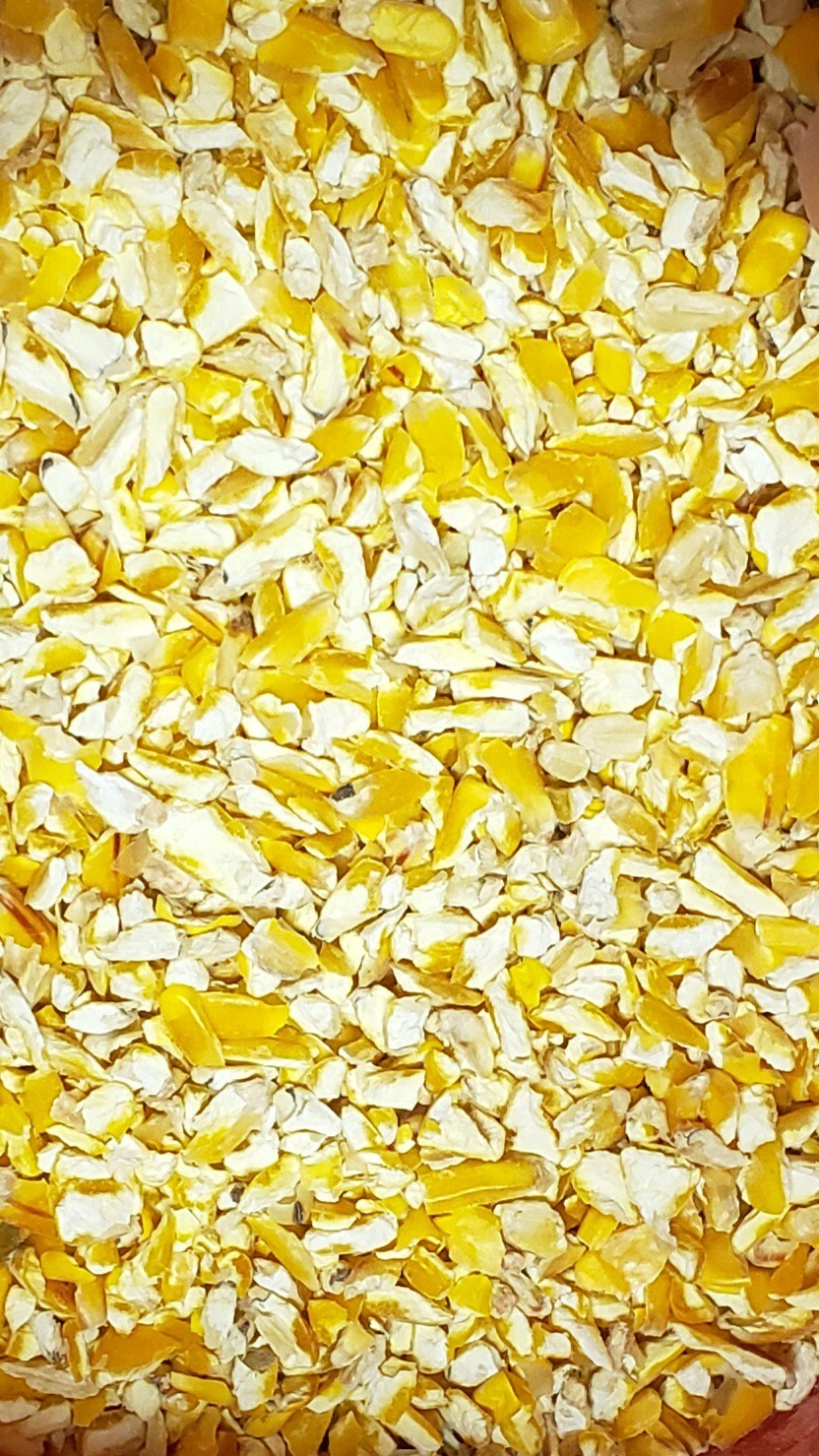 Cracked NonGMO Corn: Chickens Birds Turkeys Deer Squirrel Any Farm / Wild Life