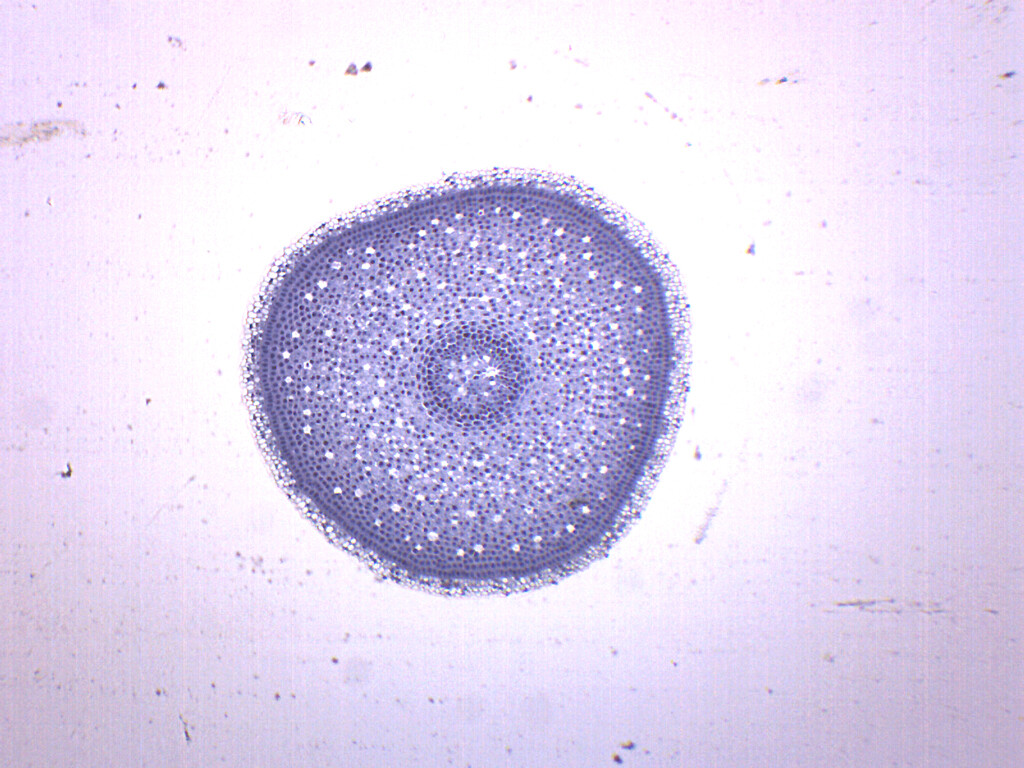 Lilium Root Tip - Prepared Microscope Slide - 75x25mm - Eisco Labs