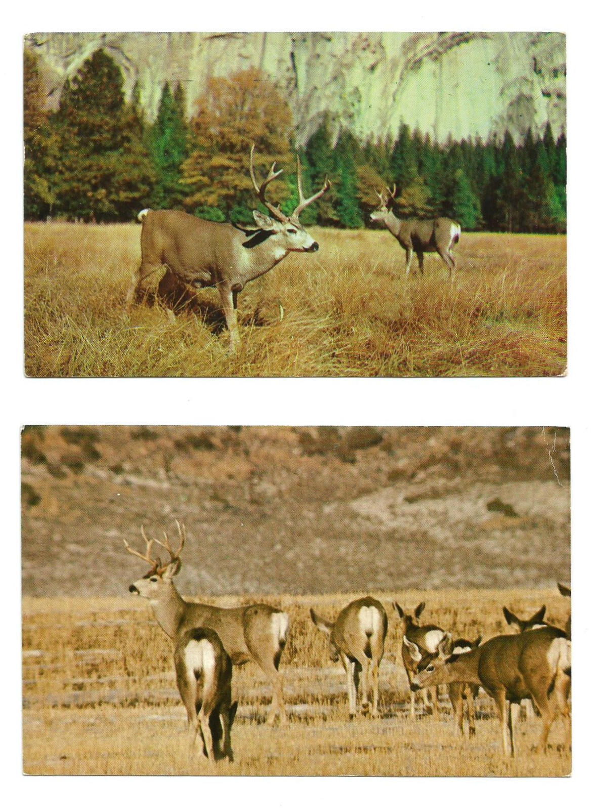 Mule Deer Postcards