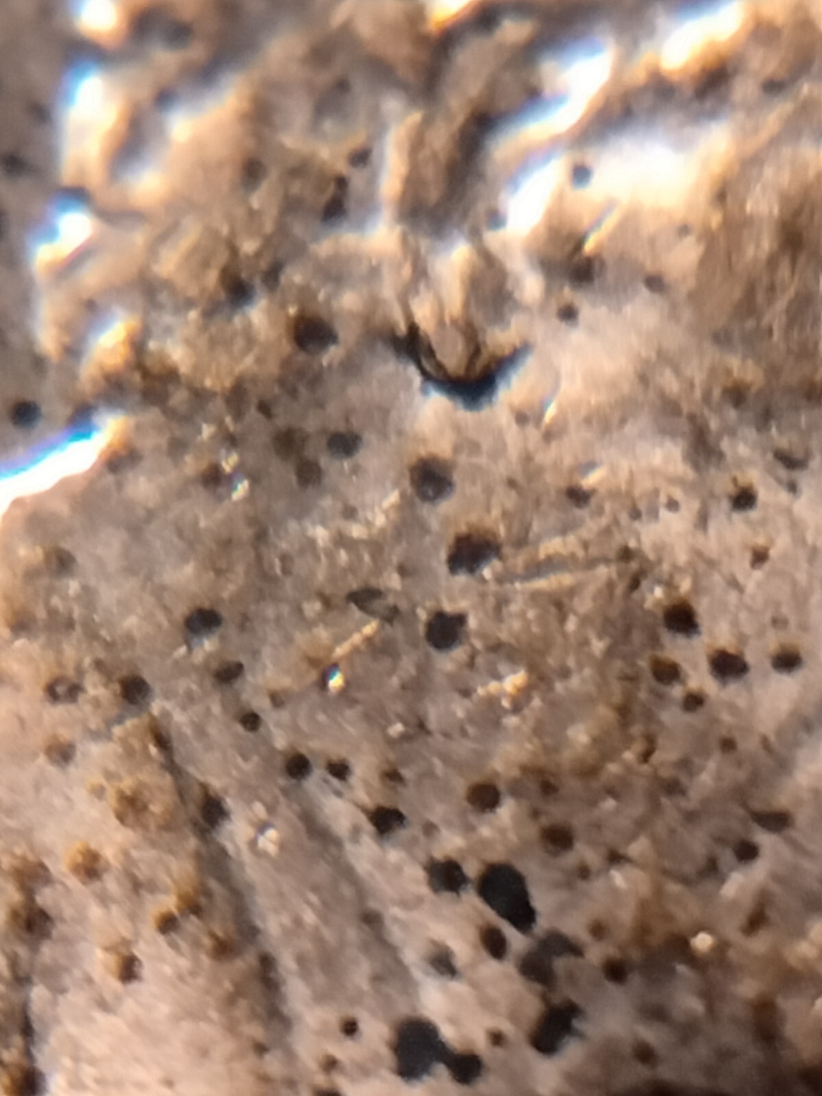 2019 P Lincoln Shield Cent Doubled Earlobe