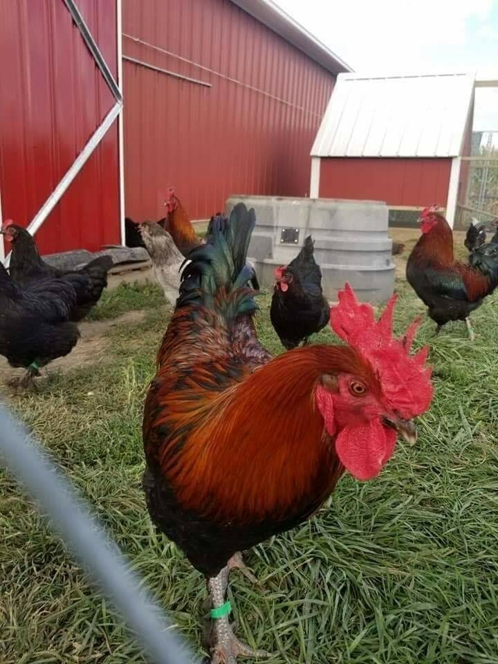 12 Fertile Hatching Eggs - Assorted Barnyard mix. MARANS POSSIBLE *RARE BREEDS*
