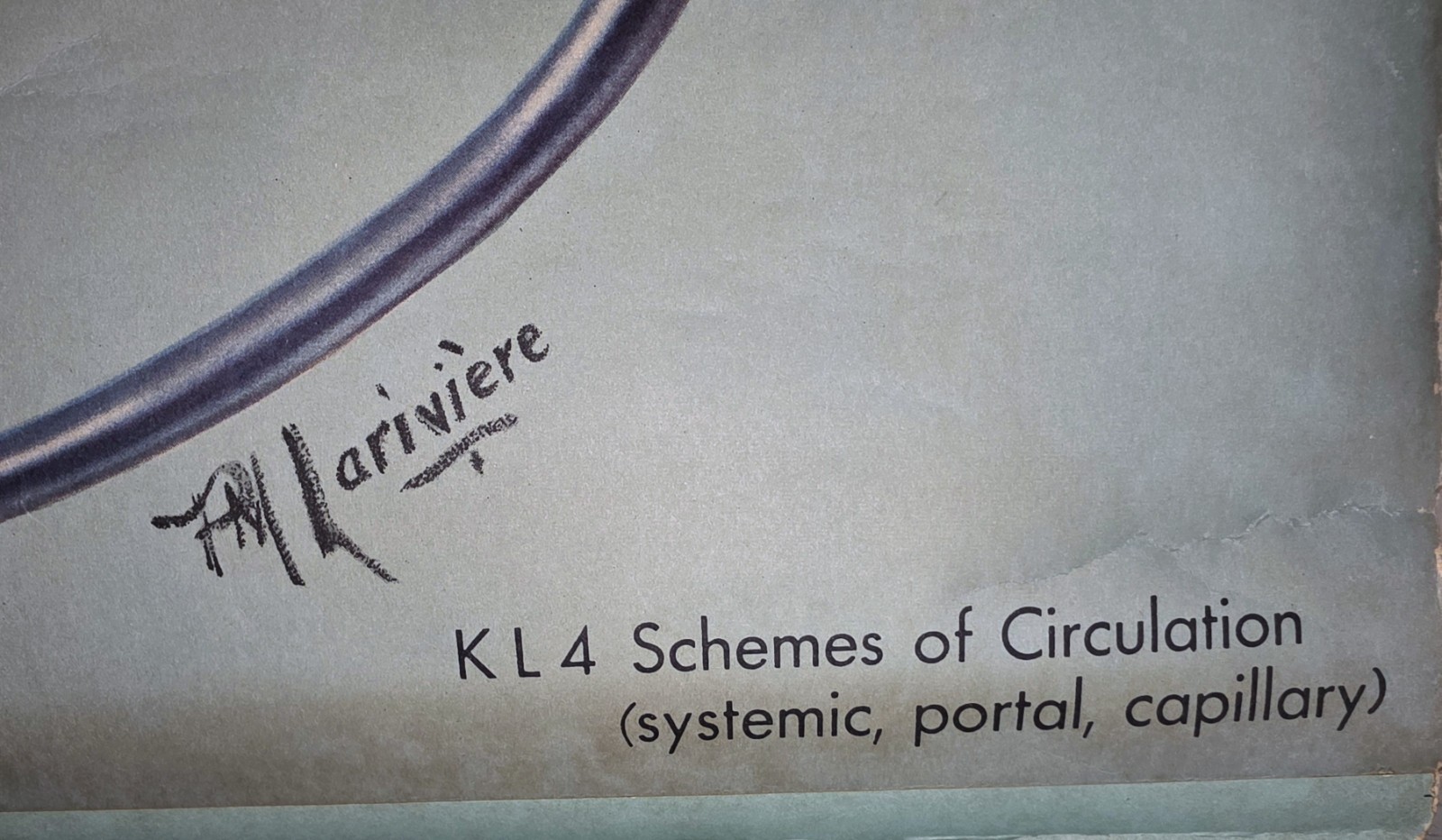 Denoyer-Geppert Anantomy Series Chart