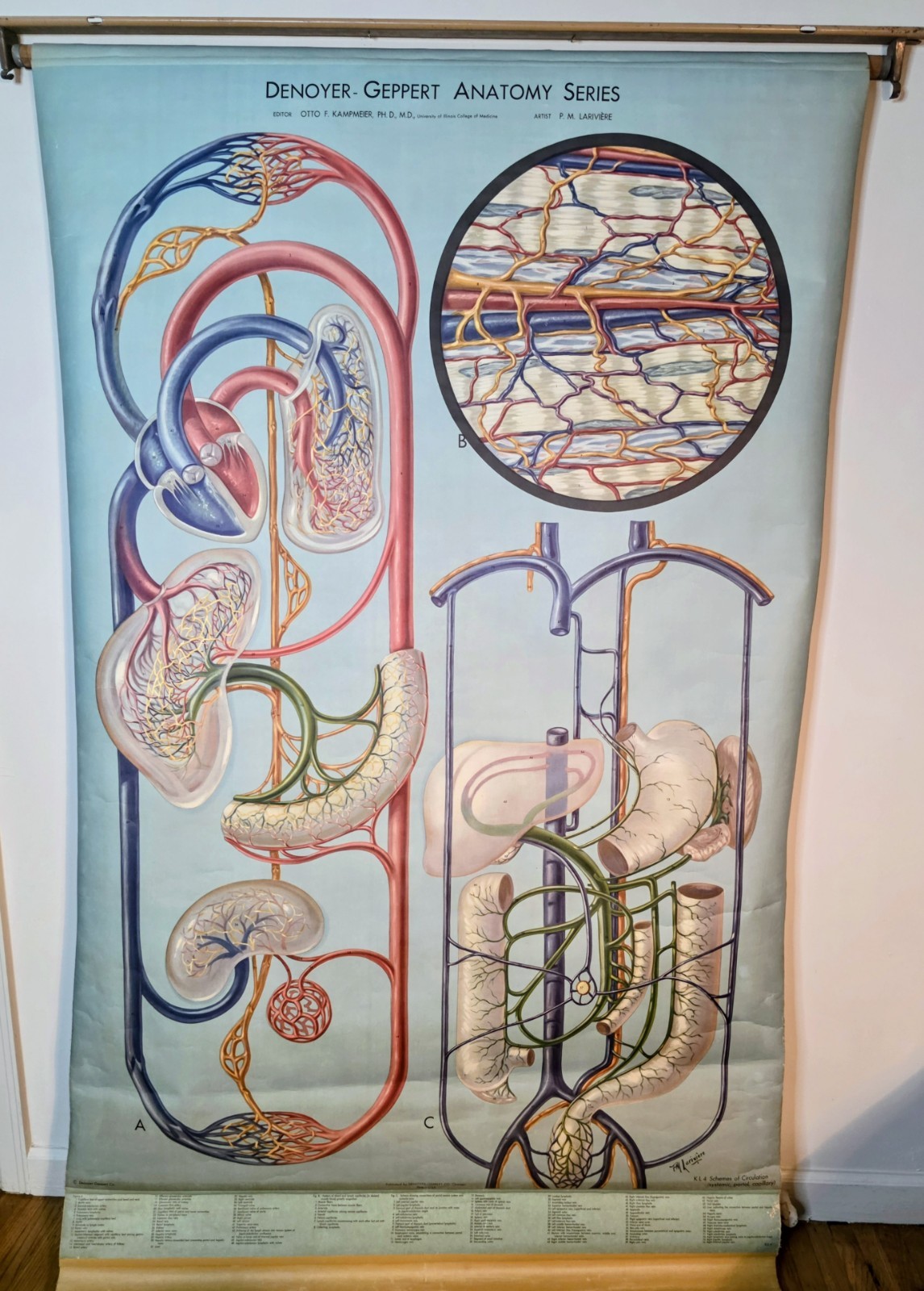 Denoyer-Geppert Anantomy Series Chart