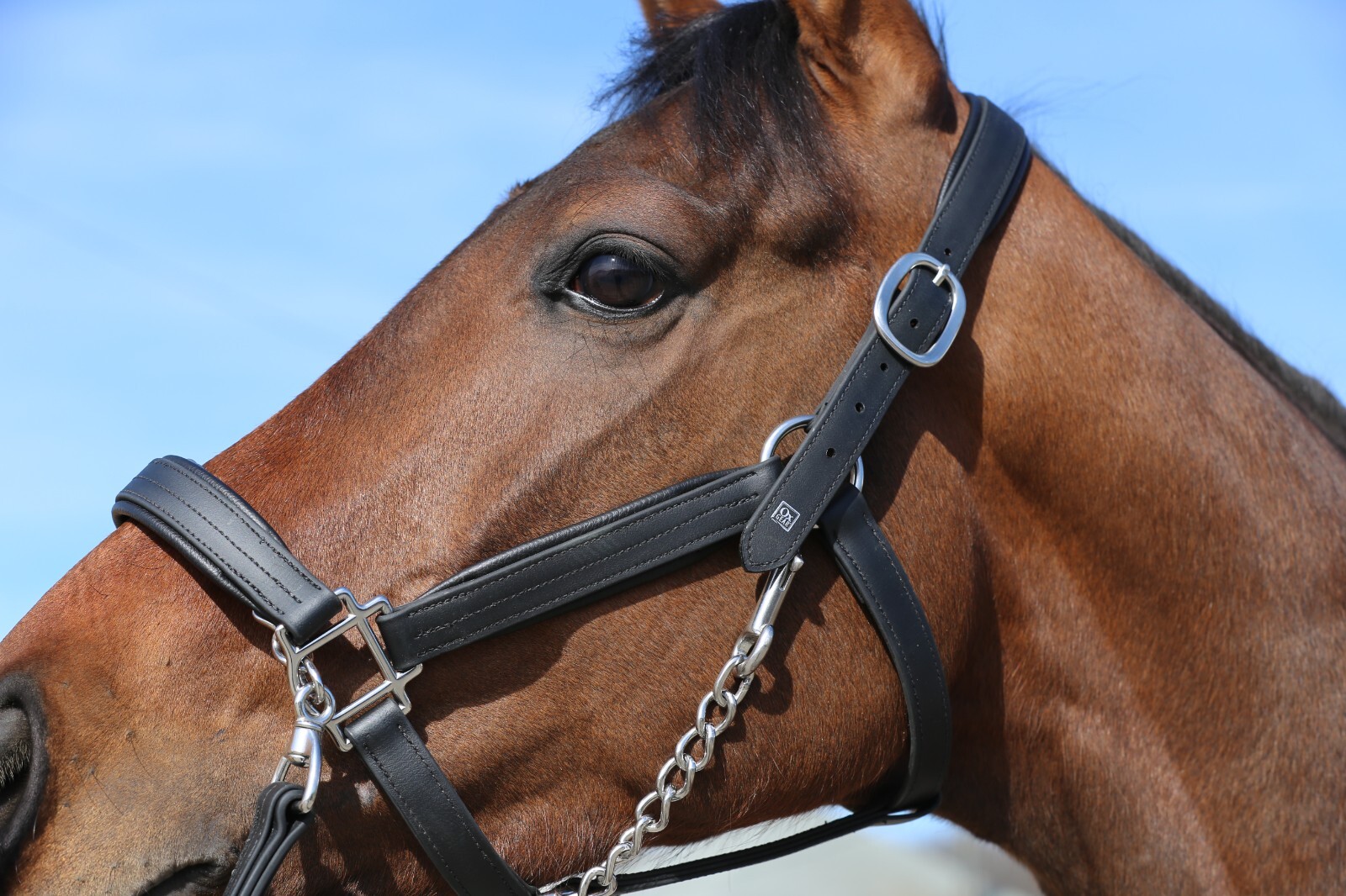 Horse Halter