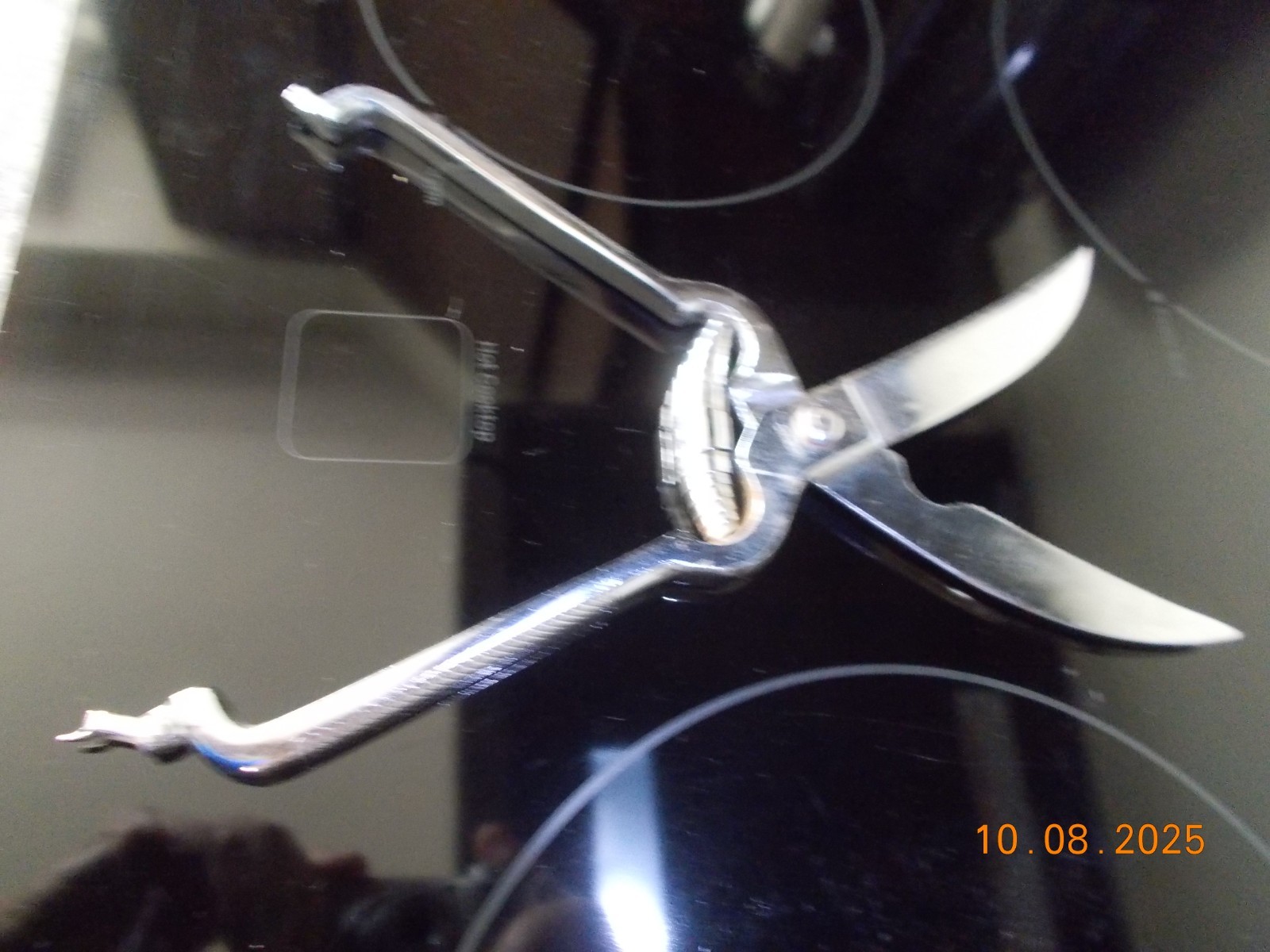Chrom Poultry shears, Made in Italy