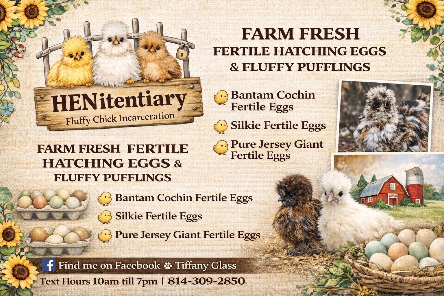 Bantam Cochin Eggs