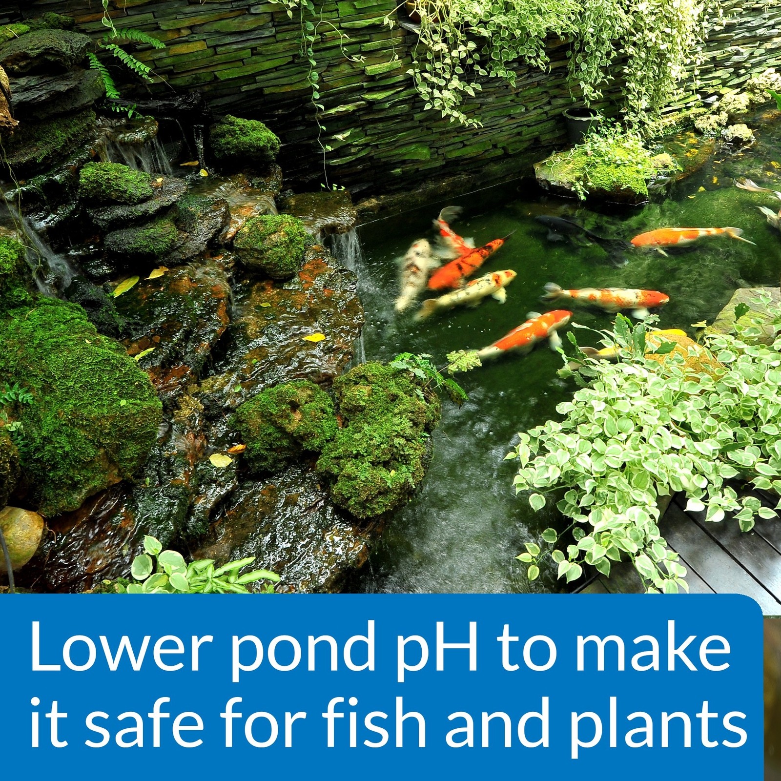 API POND pH DOWN Pond Water pH Reducing Solution 16-Ounce Bottle, White,