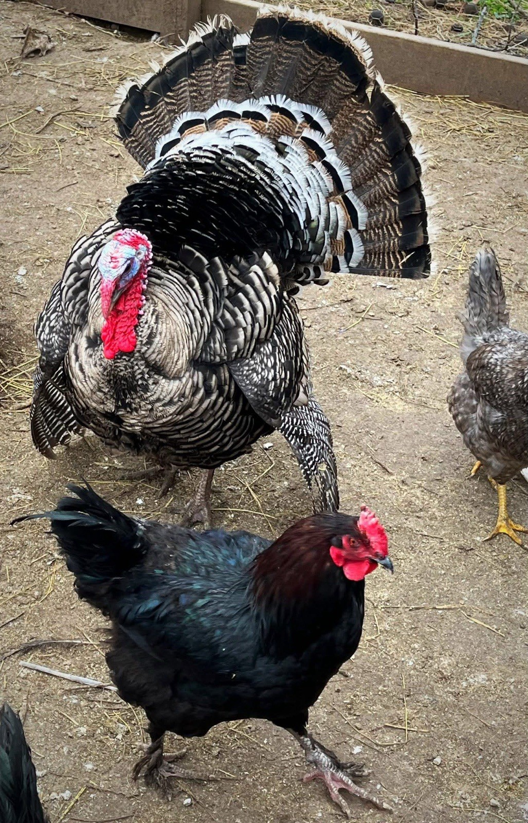 1doz.++ Assorted Species Fertile Hatching Eggs Turkey/chicken/duck