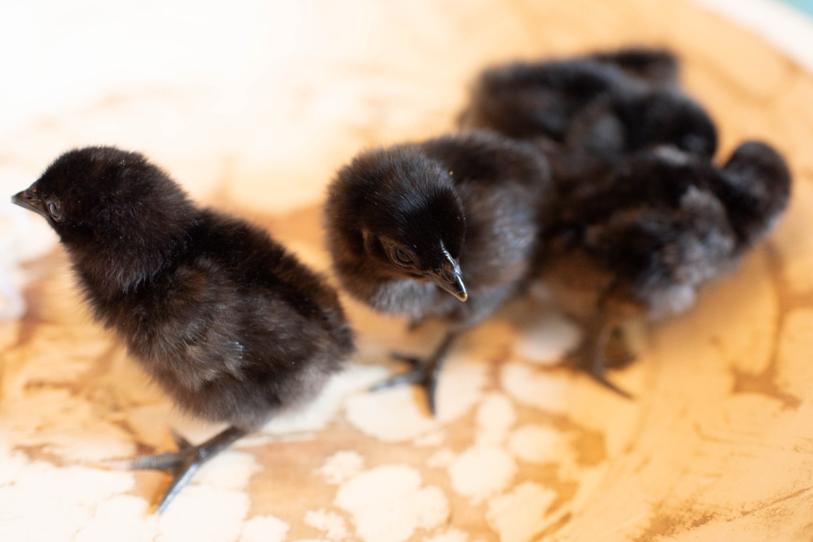 5 + 1 FREE Ayam Cemani Chicken Hatching Eggs | Happy Hatching!