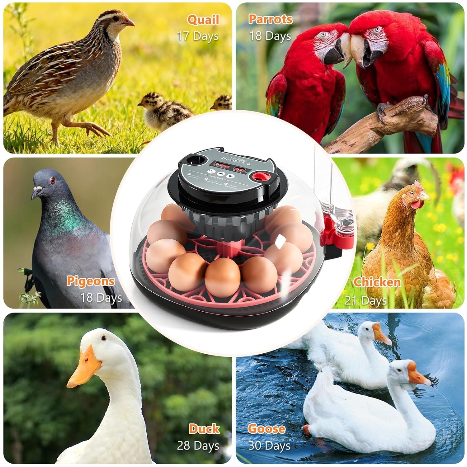 Incubators for Hatching Eggs - 12 Egg Capacity, Egg Incubator with Automatic
