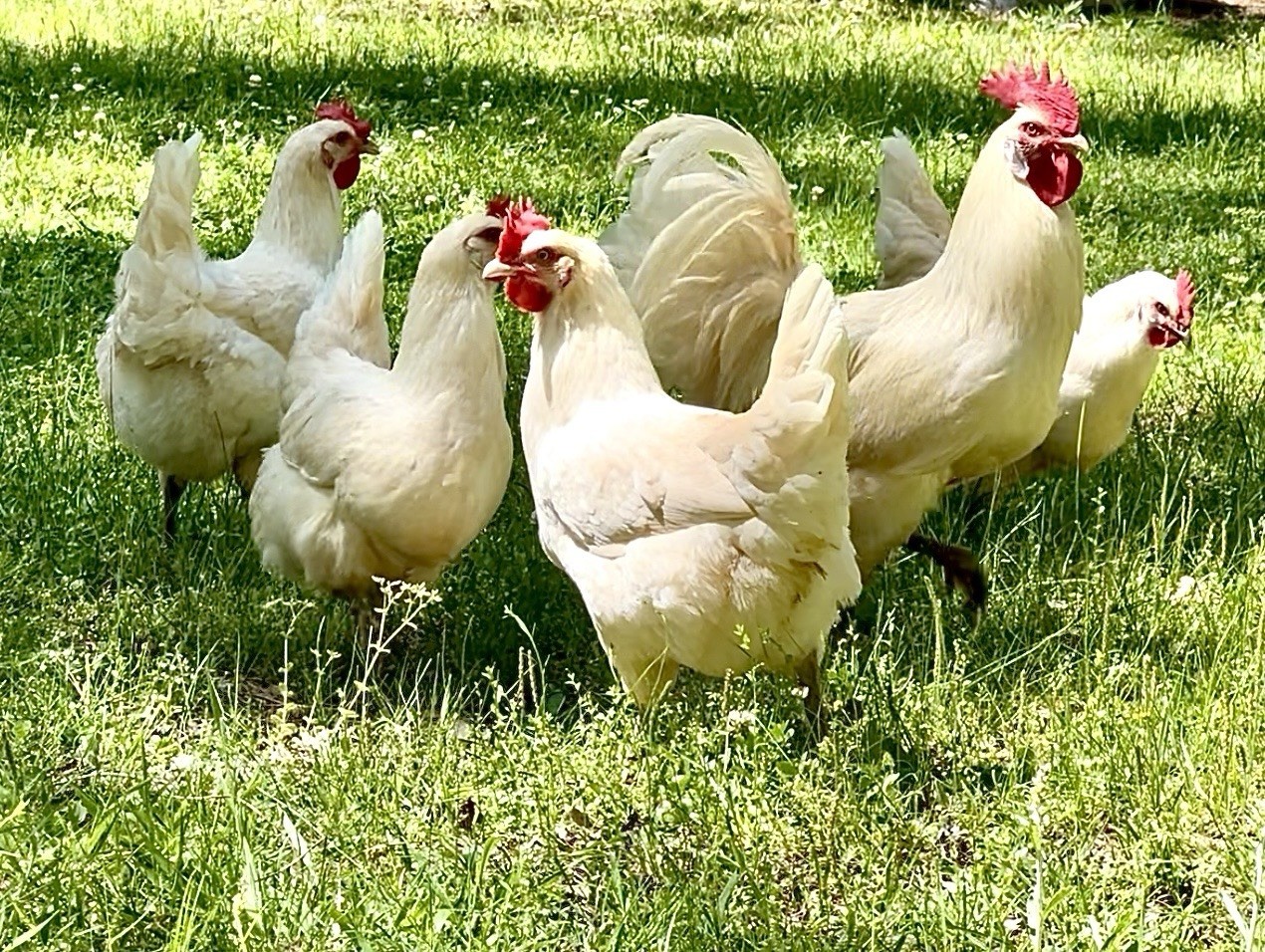 (12+) American Bresse Hatching Eggs