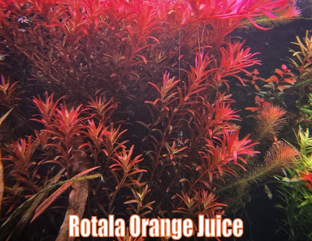 Orange Glow Plant Pack Live Aquatic Plants Freshwater Aquarium Plants Healthy