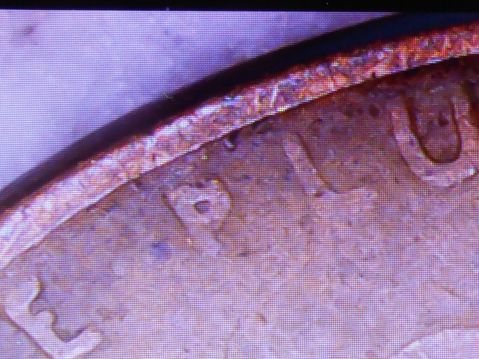 1941 wheat penny with errors