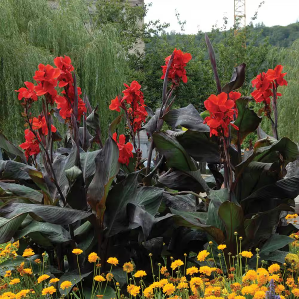 Cannas Giant Black Knight Bulbs (Set of 6)