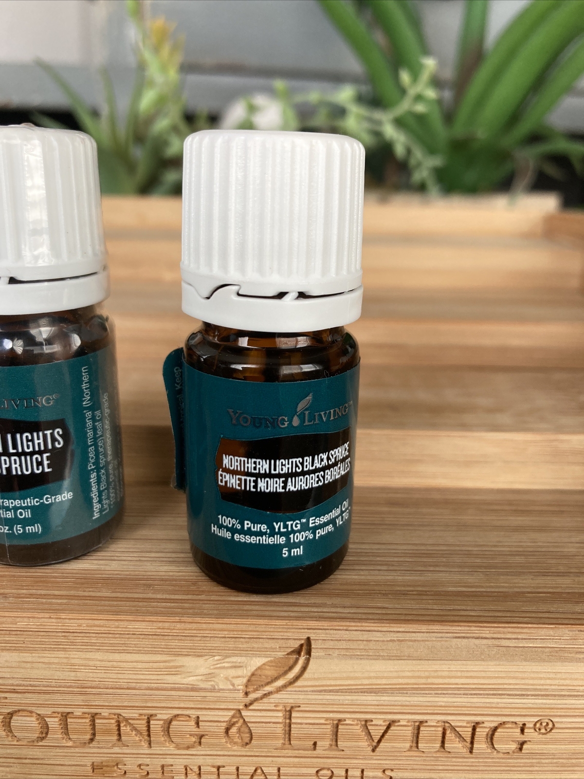 Young Living Essential Oil Northern Lights Black Spruce ~ 5ml  New/Sealed Bottle
