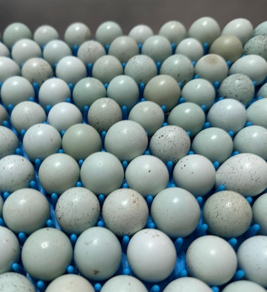 10+ Celadon Blue Coturnix Quail Hatching Eggs **100% TRUE BLUE**